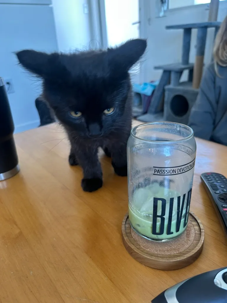 Draper the black cat standing on a table.