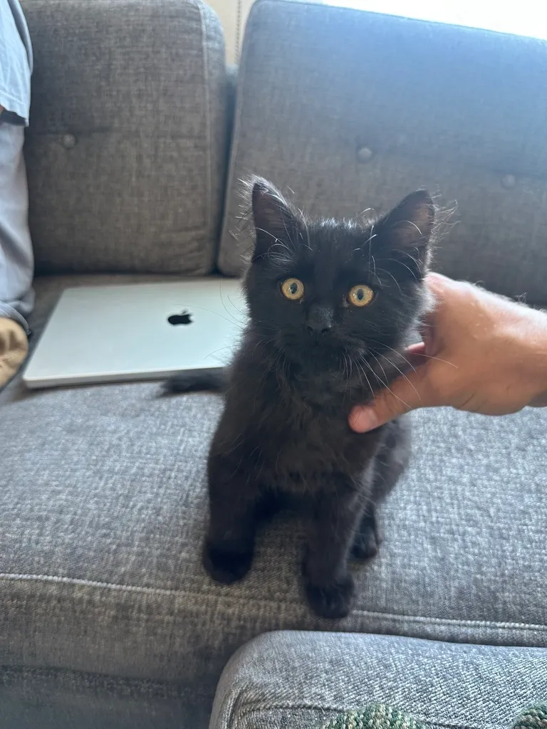 Draper the black kitten sitting on a couch.