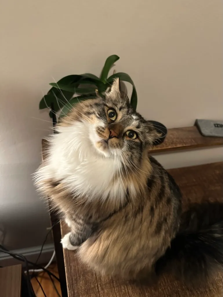 Podrick the tabby cat looking up from a wooden surface.